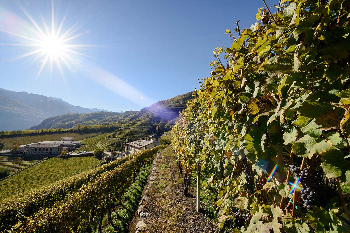 Vendemmia a La Gatta. Foto: Ivan Previsdomini, Consorzio Turistico Valtellina In Valtellina tutto l&rsquo;anno a caccia di prodotti tipici
